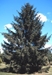 Norway spruce (Picea abies)  - CNS1a-85C