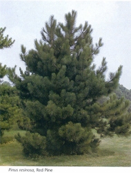 Red Pine (Pinus resinosa) Red Pine, Red