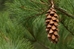 White Pine (Pinus strobus) - CWP1a-CA7